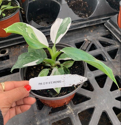 White Wizard Philodendron